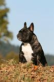 BOULEDOGUE FRANCAIS 1163